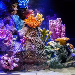 how-to-move-aquarium-thumbnail