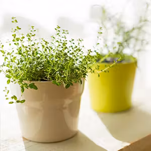 how-to-move-plants-thumbnail