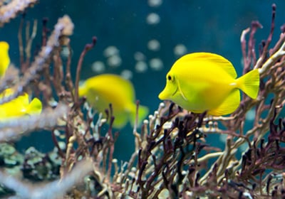 Moving fish while packing for a move